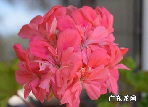 天竺葵是多年生吗