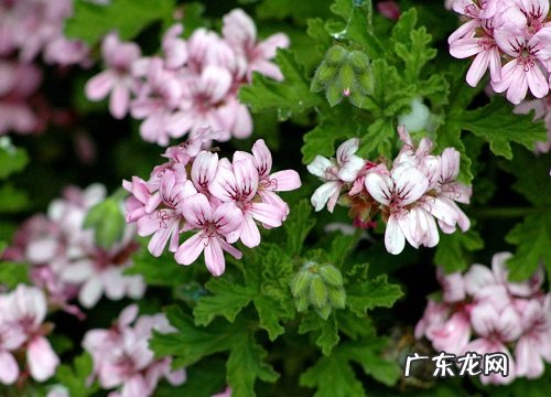 天竺葵是多年生吗