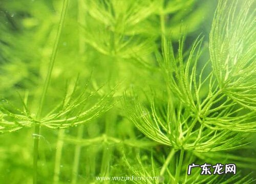 金鱼藻属于什么植物类型