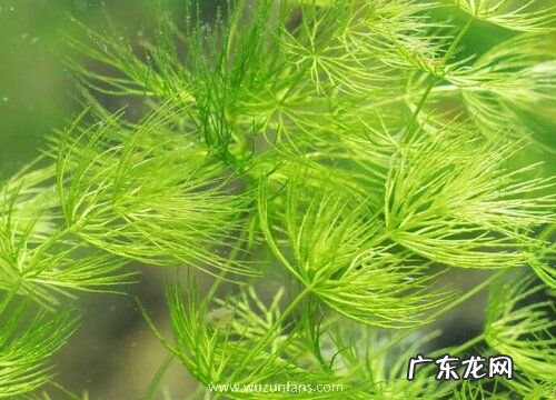 金鱼藻属于什么植物类型