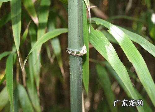 竹子属于什么植物类型