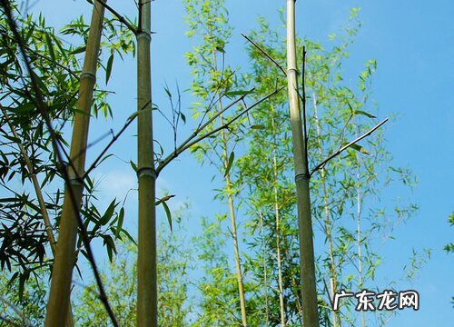 竹子属于什么植物类型