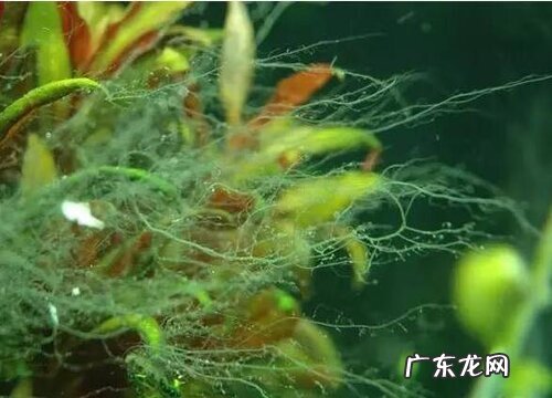 藻类属于什么植物类型