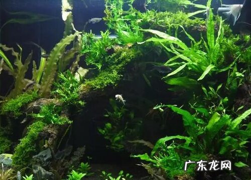 藻类属于什么植物类型
