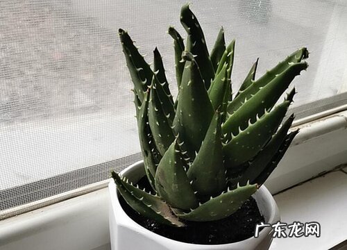芦荟属于什么植物类型