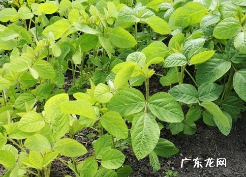大豆属于什么植物类型