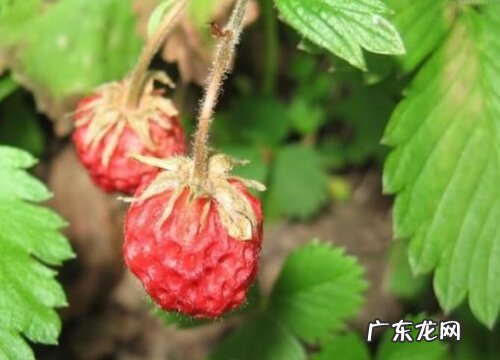 草莓属于什么植物类型