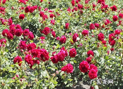 墨红玫瑰一年开几次花