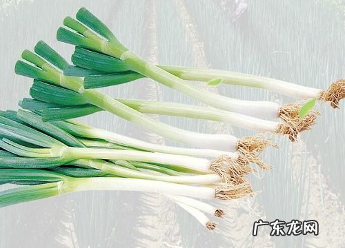 大葱一年可以种几次 家种大葱生长期多少天