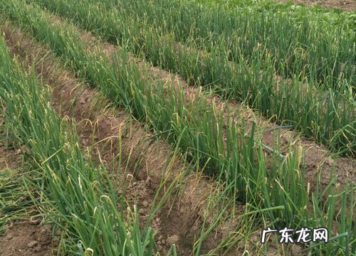 大葱一年可以种几次 家种大葱生长期多少天