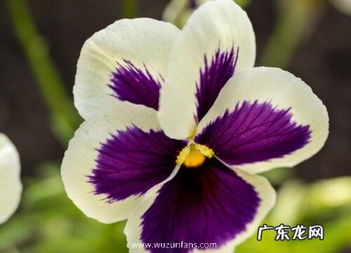 三色堇一年开几次花