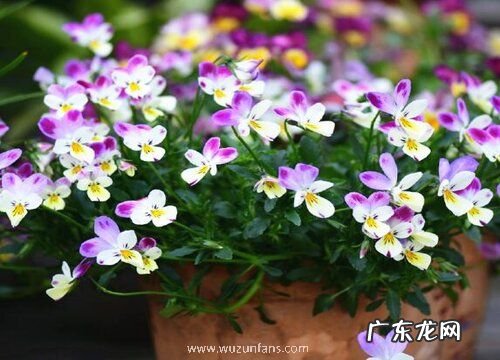 三色堇一年开几次花