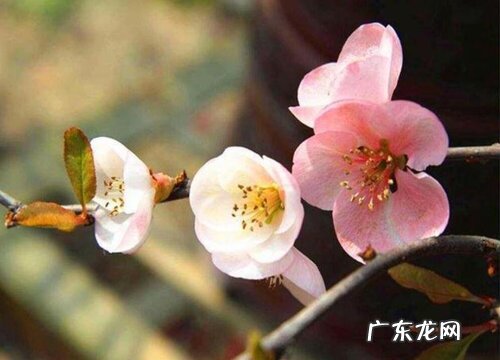 海棠属于什么植物类型