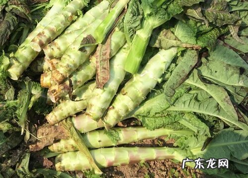 莴苣是什么季节的菜