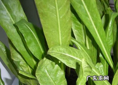 莴苣是什么季节的菜