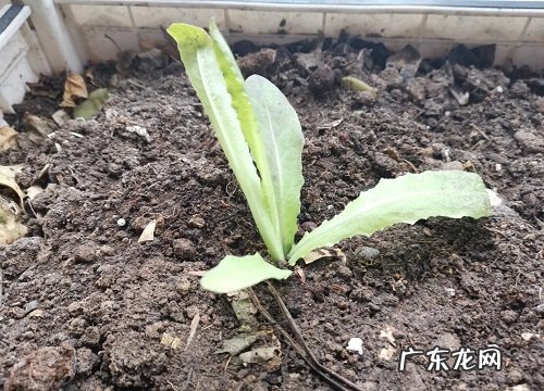 莴苣是什么季节的菜