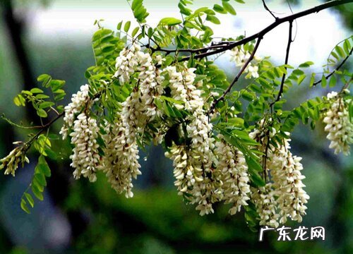 槐树一年开几次花