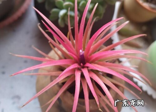 空气凤梨属于什么植物类型