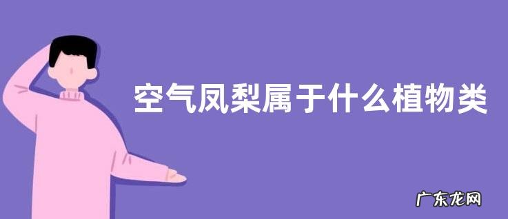 空气凤梨属于什么植物类型