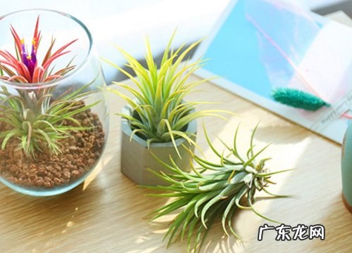 空气凤梨属于什么植物类型