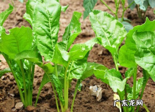 牛皮菜是多年生吗