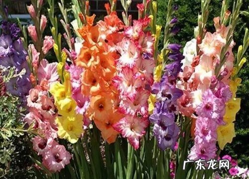 唐菖蒲一年开几次花