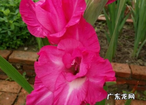 唐菖蒲一年开几次花