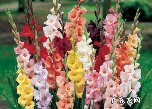 唐菖蒲一年开几次花