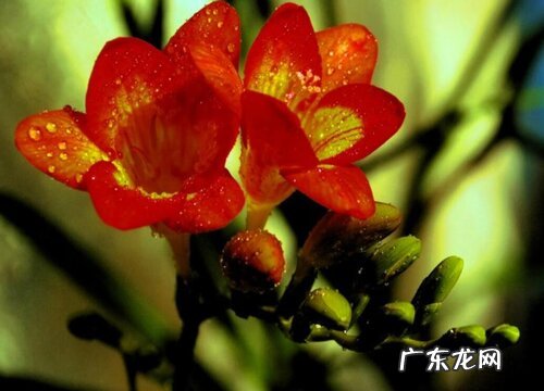 唐菖蒲一年开几次花