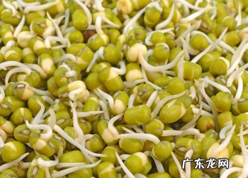 水培绿豆的方法与步骤 如何用水培养绿豆