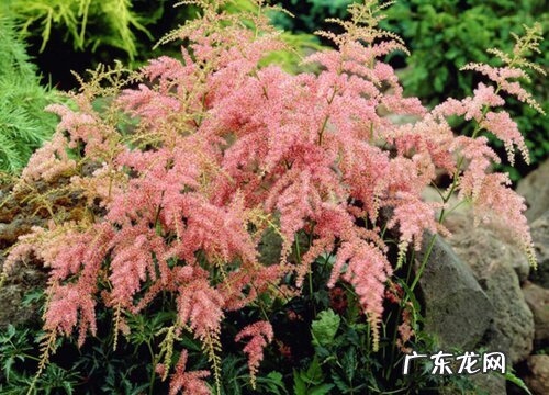 落新妇是多年生吗