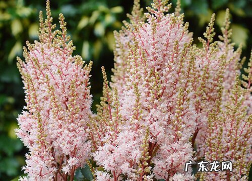 落新妇是多年生吗