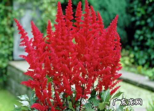 落新妇是多年生吗