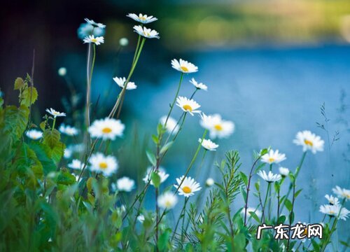 雏菊属于什么植物类型