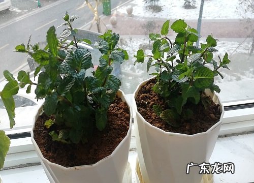 薄荷属于什么植物类型