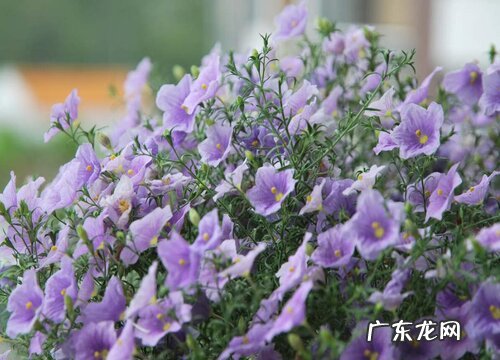 银杯草一年开几次花