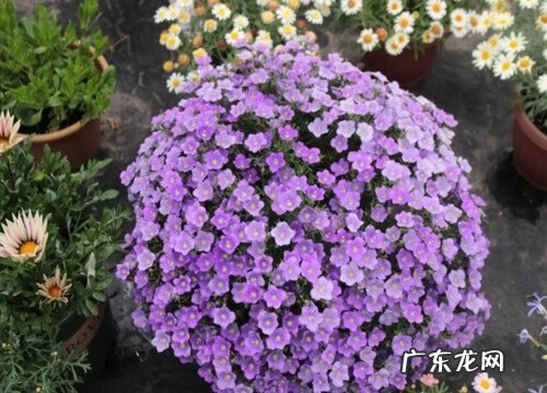 银杯草一年开几次花