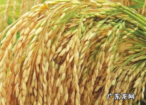 水稻属于什么植物类型