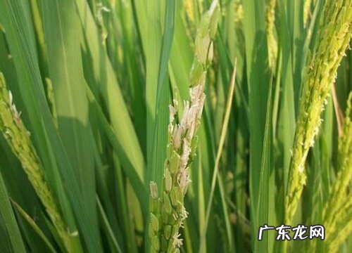 水稻属于什么植物类型