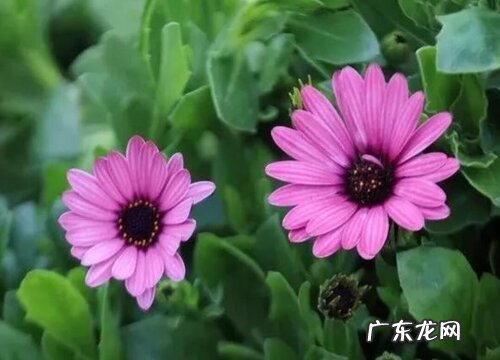 南非万寿菊是多年生吗