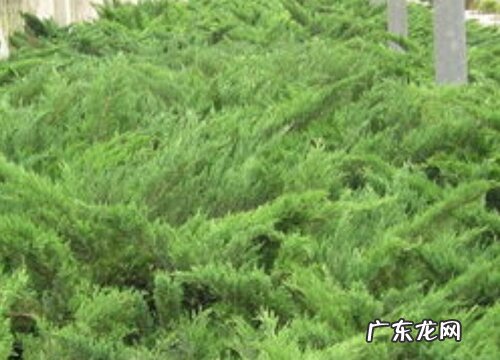 沙地柏属于什么植物类型