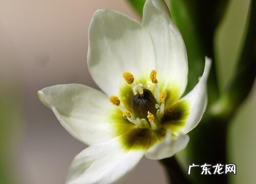 圣心百合是多年生吗