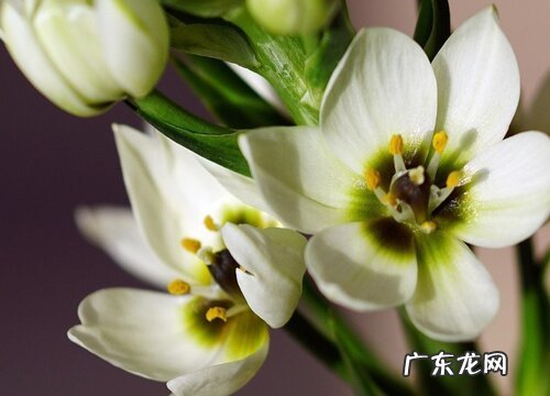 圣心百合是多年生吗