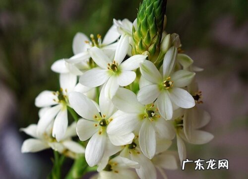 圣心百合是多年生吗