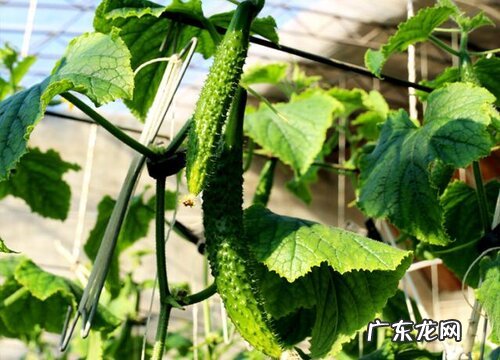 黄瓜属于什么植物类型