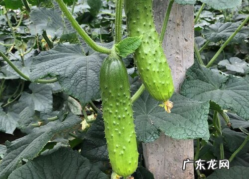 黄瓜属于什么植物类型
