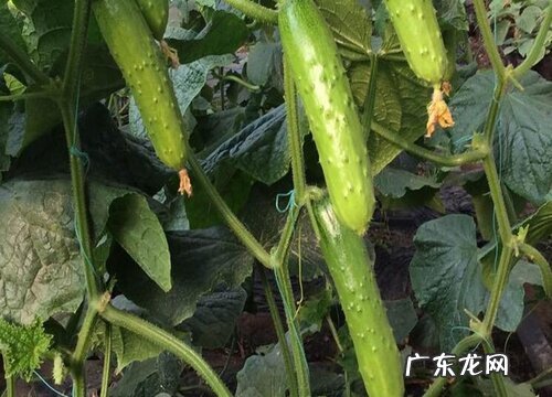 黄瓜属于什么植物类型