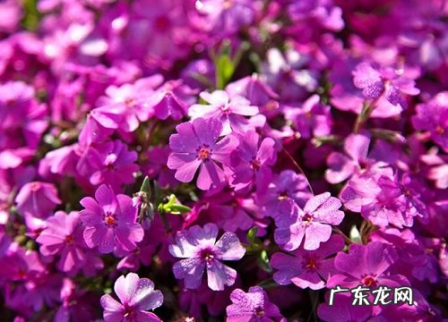 福禄考是多年生吗