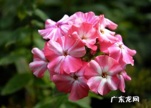 福禄考是多年生吗