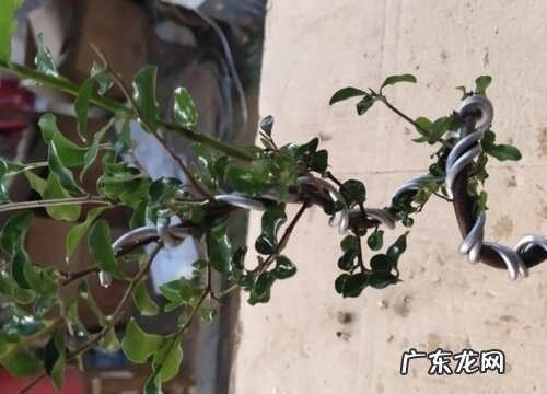 金弹子上盆时间与养护方法